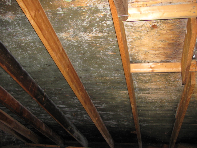 Attic Mold Remediation Experts Attic Black Mold Removal Nh